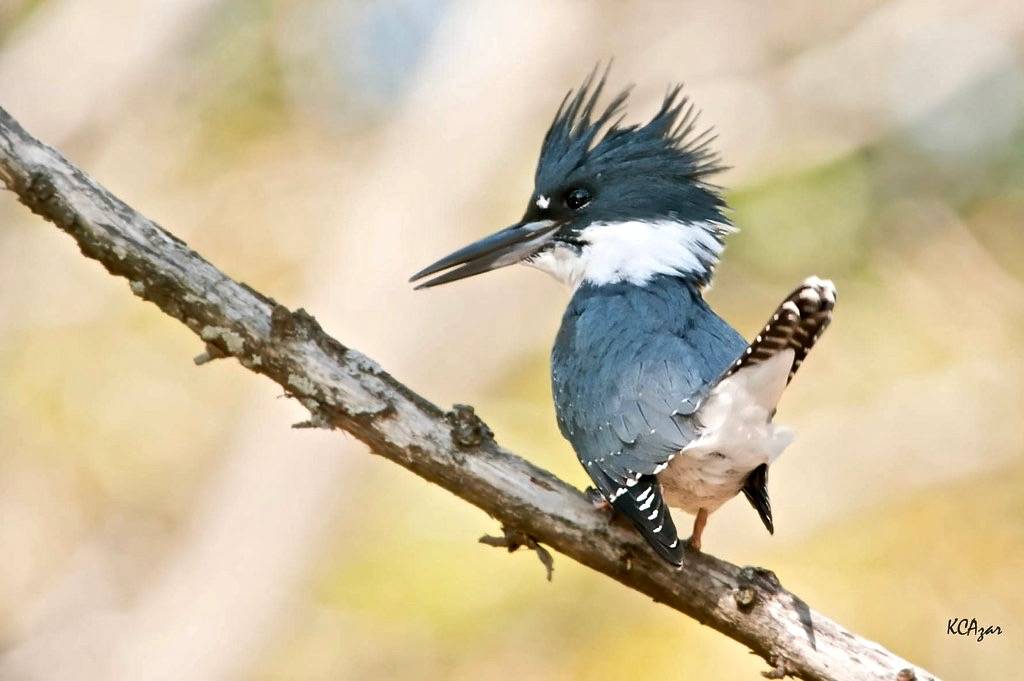 Belted Kingfisher by Kelly Colgan Azar is licensed under CC BY-ND 2.0